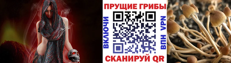 omg вход  Иланский  Псилоцибиновые грибы MAGIC MUSHROOMS 